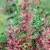Agastache Morello - izsópfű, ánizsmenta