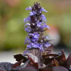 Ajuga reptans Atropurpurea - indás ínfű