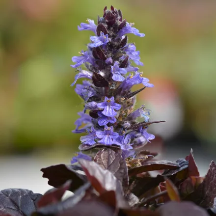 Ajuga reptans Atropurpurea - indás ínfű
