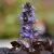 Ajuga reptans Atropurpurea - indás ínfű