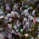 Ajuga reptans Atropurpurea - indás ínfű