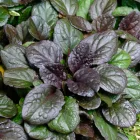 Ajuga reptans Braunherz- indás ínfű