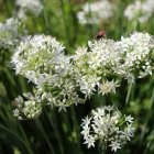 Allium tuberosum - kínai metélőhagyma