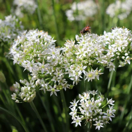 Allium tuberosum - kínai metélőhagyma