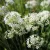 Allium tuberosum - kínai metélőhagyma