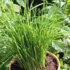 Allium tuberosum - kínai metélőhagyma