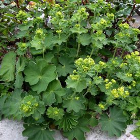 Alchemilla mollis Auslese- lágyszőrű palástfű