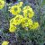 Alyssum montanum Berggold - hegyi ternye