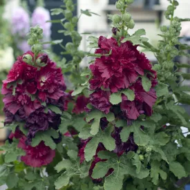 Alcea rosea Spring Celebrities Crimson - kerti mályvarózsa