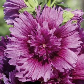Alcea rosea Spring Celebrities Purple - kerti mályvarózsa