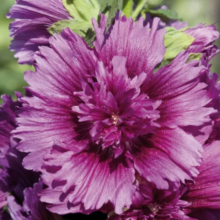 Alcea rosea Spring Celebrities Purple - kerti mályvarózsa