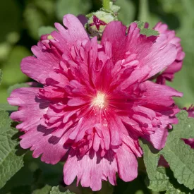 Alcea rosea Spring Celebrities Rose - kerti mályvarózsa