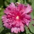 Alcea rosea Spring Celebrities Rose - kerti mályvarózsa