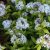 Amsonia tabernaemontana - csillagmeténg