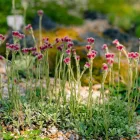 Antennaria dioica Rubra - parlagi macskatalp