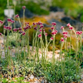 Antennaria dioica Rubra - parlagi macskatalp