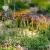 Antennaria dioica Rubra - parlagi macskatalp