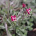 Antennaria dioica Rubra - parlagi macskatalp