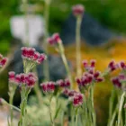 Antennaria dioica Rubra - parlagi macskatalp