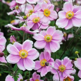 Anemone hupehensis Rose Shades - kínai szellőrózsa