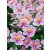 Anemone hupehensis Rose Shades - kínai szellőrózsa