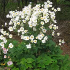 Anemone hybrida Honorine Jobert - japán szellőrózsa