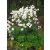 Anemone hybrida Honorine Jobert - japán szellőrózsa