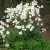 Anemone hybrida Honorine Jobert - japán szellőrózsa