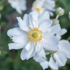 Anemone hybrida Honorine Jobert - japán szellőrózsa