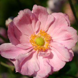 Anemone hybrida Königin Charlotte - japán szellőrózsa