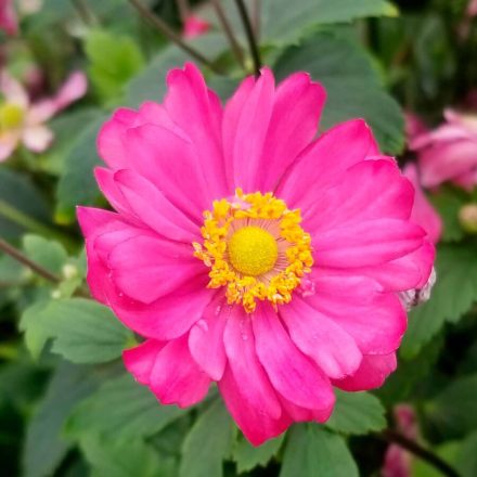 Anemone hybrida Pamina - japán szellőrózsa