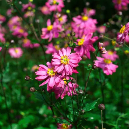 Anemone hybrida Pamina - japán szellőrózsa