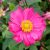 Anemone hybrida Pamina - japán szellőrózsa