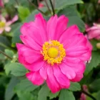 Anemone hybrida Pamina - japán szellőrózsa
