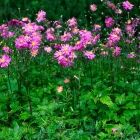Anemone hybrida Pamina - japán szellőrózsa