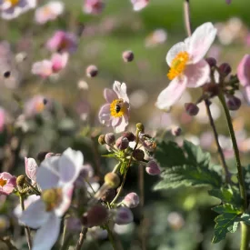 Anemone hupehensis Princess Pink - kínai szellőrózsa