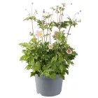 Anemone hupehensis Princess Pink - kínai szellőrózsa
