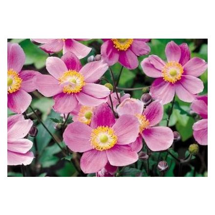 Anemone hupehensis Pink Saucer - kínai szellőrózsa