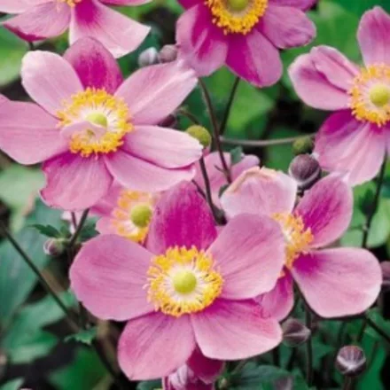 Anemone hupehensis Pink Saucer - kínai szellőrózsa