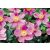 Anemone hupehensis Pink Saucer - kínai szellőrózsa