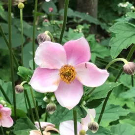 Anemone hybrida September Charm - japán szellőrózsa