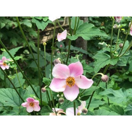 Anemone hybrida September Charm - japán szellőrózsa
