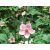 Anemone hybrida September Charm - japán szellőrózsa
