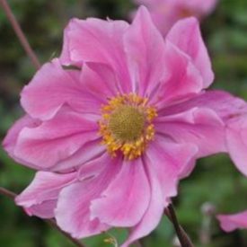 Anemone hybrida Serenade - japán szellőrózsa