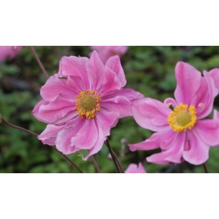 Anemone hybrida Serenade - japán szellőrózsa