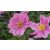 Anemone hybrida Serenade - japán szellőrózsa