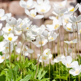 Anemone hybrida Whirlwind - japán szellőrózsa