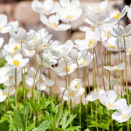 Anemone hybrida Whirlwind - japán szellőrózsa
