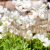 Anemone hybrida Whirlwind - japán szellőrózsa