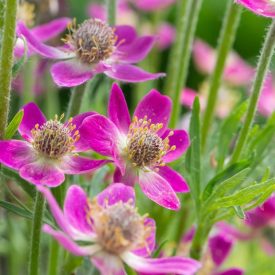   Anemone multifida Annabell Deep Rose - szeldelt levelű szellőrózsa